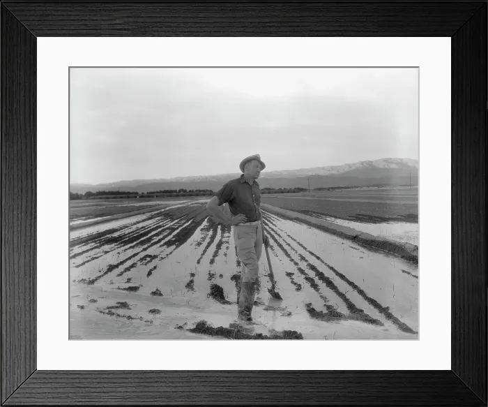 Framed Print : Field worker irrigating alfalfa and barley fields, Near Indio, Coachella Valley, California, 1937. Creator: Dorothea Lange Framed Print : Field worker irrigating alfalfa and barley fields, Near Indio, Coachella Valley, California, 1937. Creator: Dorothea Lange