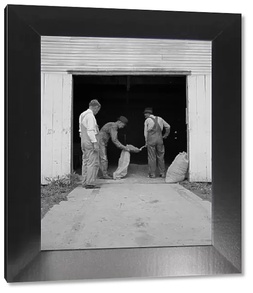 Farmers sacking grasshopper bait, Oklahoma City, Oklahoma, 1937. Creator: Dorothea Lange