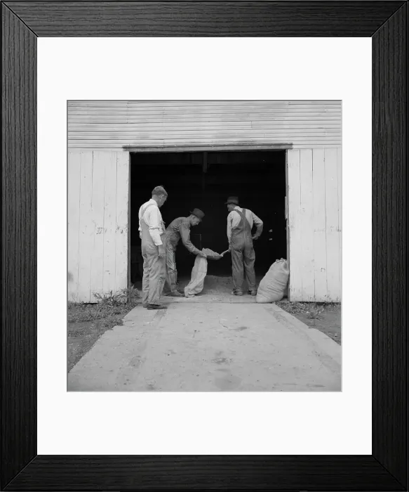 Framed Print : Farmers sacking grasshopper bait, Oklahoma City, Oklahoma, 1937. Creator: Dorothea Lange Framed Print : Farmers sacking grasshopper bait, Oklahoma City, Oklahoma, 1937. Creator: Dorothea Lange