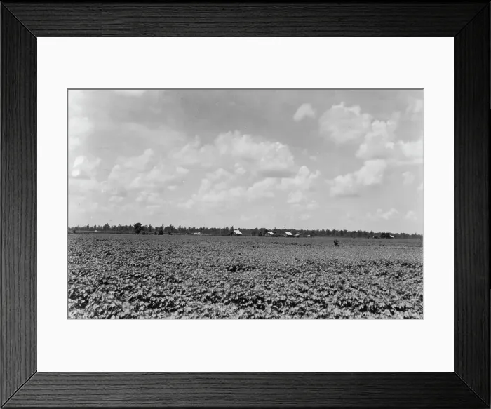 Framed Print : The Delta landscape is dotted with cotton cabins... Washington County, Mississippi, 1937. Creator: Dorothea Lange