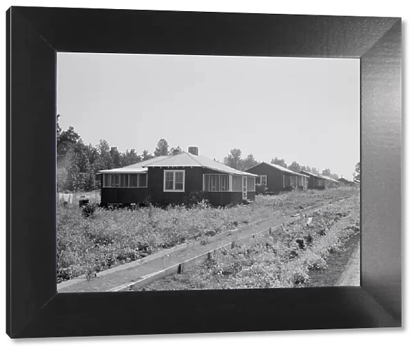 Cabins at the Delta cooperative farms, Hillhouse, Mississippi, 1937. Creator: Dorothea Lange