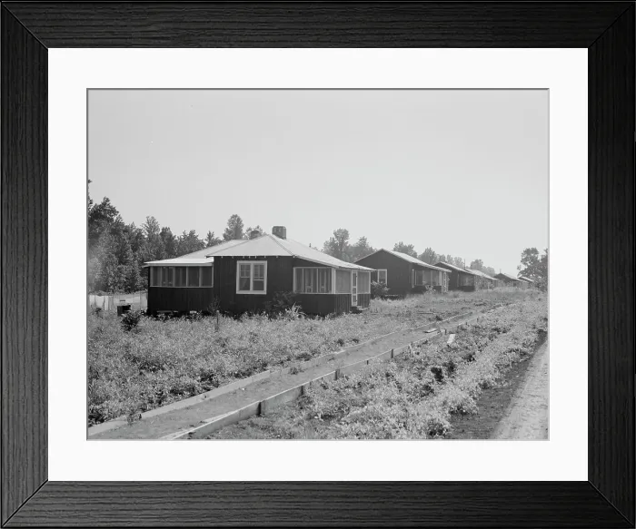 Framed Print : Cabins at the Delta cooperative farms, Hillhouse, Mississippi, 1937. Creator: Dorothea Lange Framed Print : Cabins at the Delta cooperative farms, Hillhouse, Mississippi, 1937. Creator: Dorothea Lange