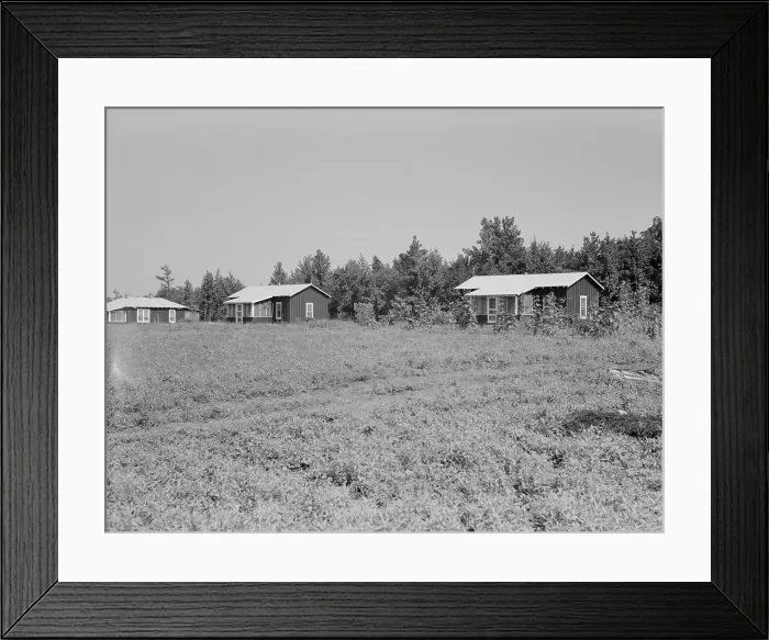 Framed Print : Cabins at the Delta cooperative farm, Hillhouse, Mississippi, 1937. Creator: Dorothea Lange Framed Print : Cabins at the Delta cooperative farm, Hillhouse, Mississippi, 1937. Creator: Dorothea Lange
