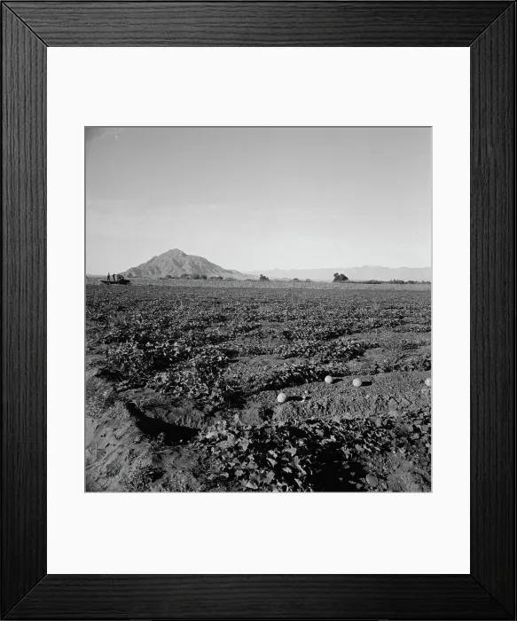 Framed Print : Cantaloupe field, desert agriculture on the Mexican border, Imperial Valley, California, 1938. Creator: Dorothea Lange Framed Print : Cantaloupe field, desert agriculture on the Mexican border, Imperial Valley, California, 1938. Creator: Dorothea Lange