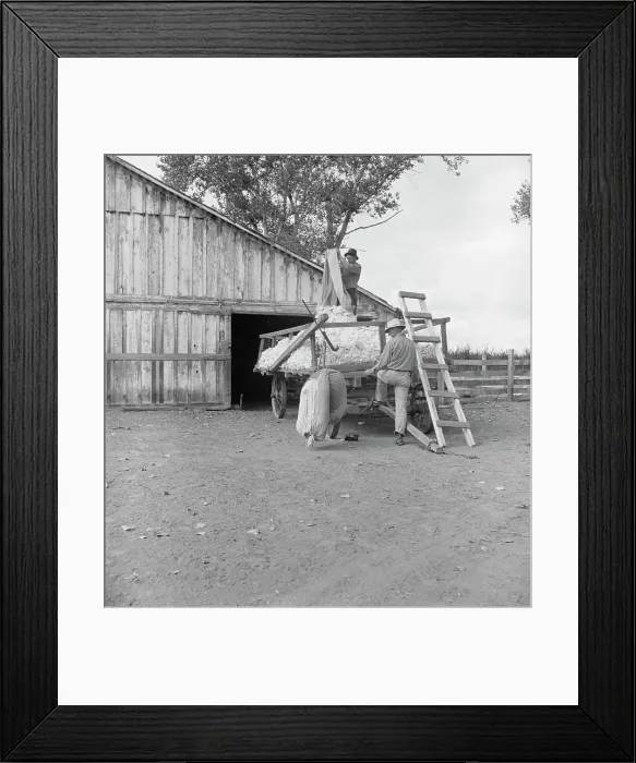 Framed Print : Emptying cotton after weighing, small cotton farm, Kern County, California, 1938. Creator: Dorothea Lange Framed Print : Emptying cotton after weighing, small cotton farm, Kern County, California, 1938. Creator: Dorothea Lange