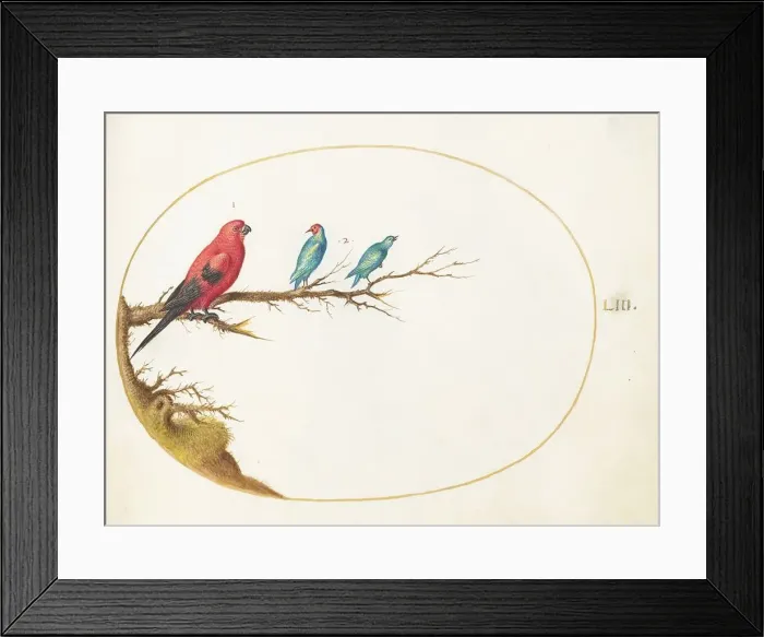 Framed Print : Animalia Volatilia et Amphibia (Aier): Plate LIII, c. 1575 / 1580. Creator: Joris Hoefnagel Framed Print : Animalia Volatilia et Amphibia (Aier): Plate LIII, c. 1575 / 1580. Creator: Joris Hoefnagel