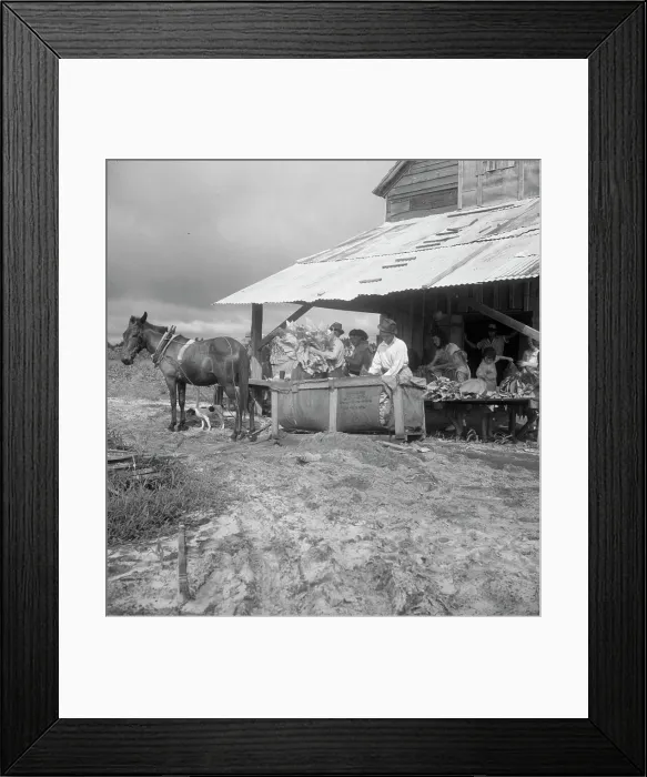 Framed Print : Sorting and stringing the golden leaf at the tobacco barn, near Hartsville, South Carolina, 1938. Creator: Dorothea Lange. Sorting and stringing the golden leaf at the tobacco barn, near Hartsville, South Carolina, 1938 Framed Print : Sorting and stringing the golden leaf at the tobacco barn, near Hartsville, South Carolina, 1938. Creator: Dorothea Lange. Sorting and stringing the golden leaf at the tobacco barn, near Hartsville, South Carolina, 1938