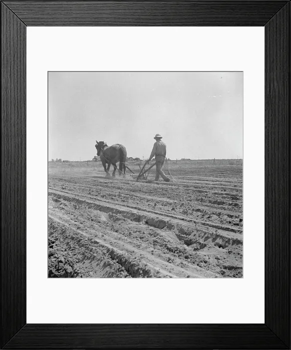 Framed Print : Between Laton and Fowler, central San Joaquin Valley, California, 1938. Creator: Dorothea Lange Framed Print : Between Laton and Fowler, central San Joaquin Valley, California, 1938. Creator: Dorothea Lange