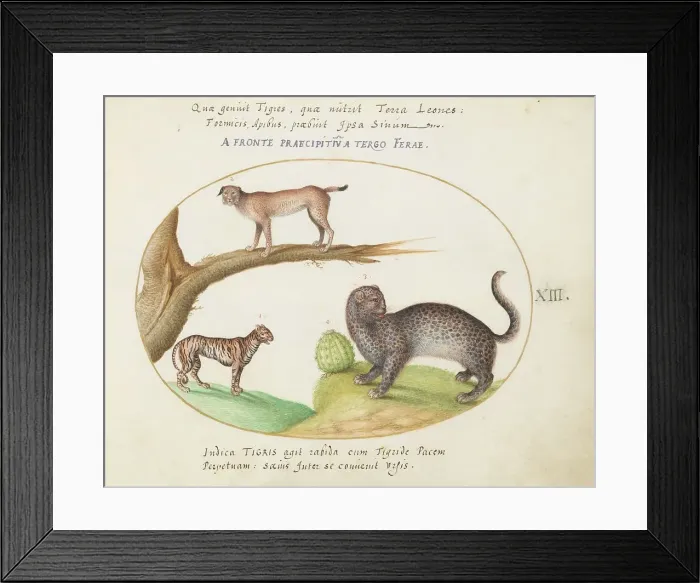 Framed Print : Animalia Qvadrvpedia et Reptilia (Terra): Plate XIII, c. 1575 / 1580. Creator: Joris Hoefnagel Framed Print : Animalia Qvadrvpedia et Reptilia (Terra): Plate XIII, c. 1575 / 1580. Creator: Joris Hoefnagel