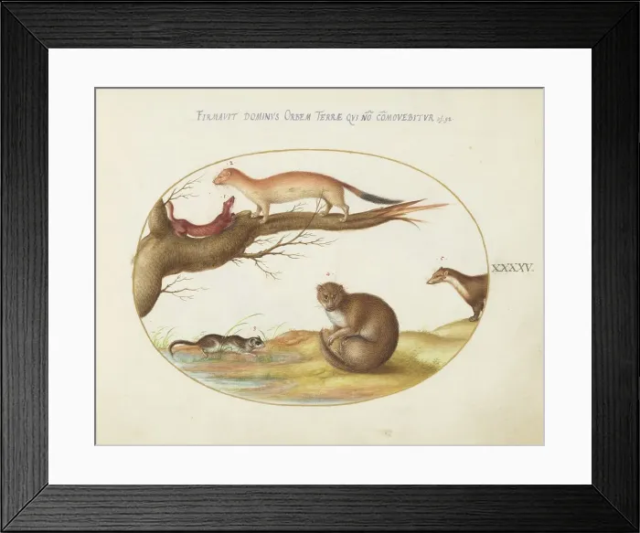 Framed Print : Animalia Qvadrvpedia et Reptilia (Terra): Plate XLV, c. 1575 / 1580. Creator: Joris Hoefnagel Framed Print : Animalia Qvadrvpedia et Reptilia (Terra): Plate XLV, c. 1575 / 1580. Creator: Joris Hoefnagel