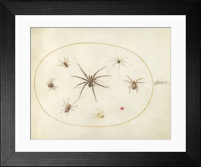 Framed Print : Plate 39: Eight Spiders, c. 1575 / 1580. Creator: Joris Hoefnagel Framed Print : Plate 39: Eight Spiders, c. 1575 / 1580. Creator: Joris Hoefnagel