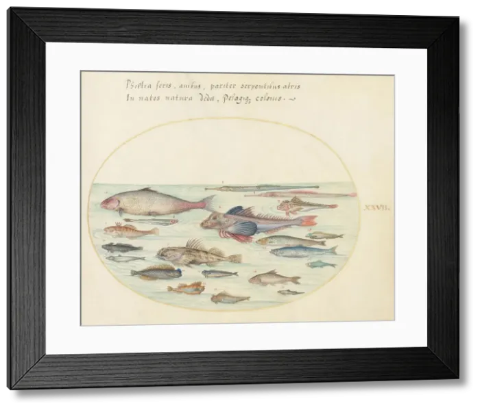 Framed Print : Animalia Aqvatilia et Cochiliata (Aqva): Plate XXVII, c. 1575 / 1580. Creator: Joris Hoefnagel Framed Print : Animalia Aqvatilia et Cochiliata (Aqva): Plate XXVII, c. 1575 / 1580. Creator: Joris Hoefnagel