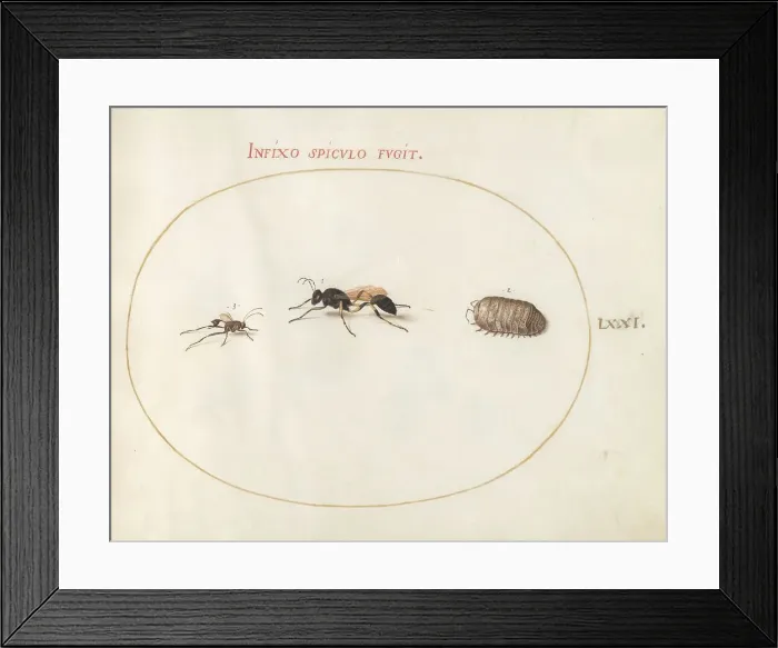 Framed Print : Plate 71: Two Wasps and a Pill Bug, c. 1575 / 1580. Creator: Joris Hoefnagel Framed Print : Plate 71: Two Wasps and a Pill Bug, c. 1575 / 1580. Creator: Joris Hoefnagel