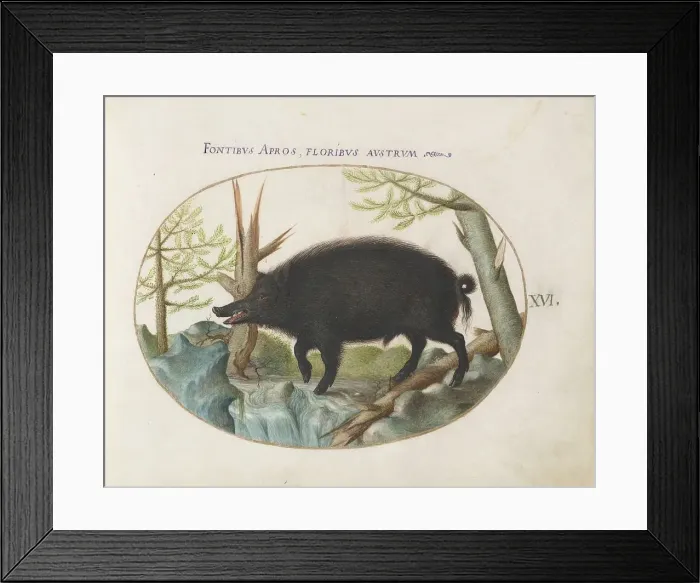 Framed Print : Animalia Qvadrvpedia et Reptilia (Terra): Plate XVI, c. 1575 / 1580. Creator: Joris Hoefnagel Framed Print : Animalia Qvadrvpedia et Reptilia (Terra): Plate XVI, c. 1575 / 1580. Creator: Joris Hoefnagel