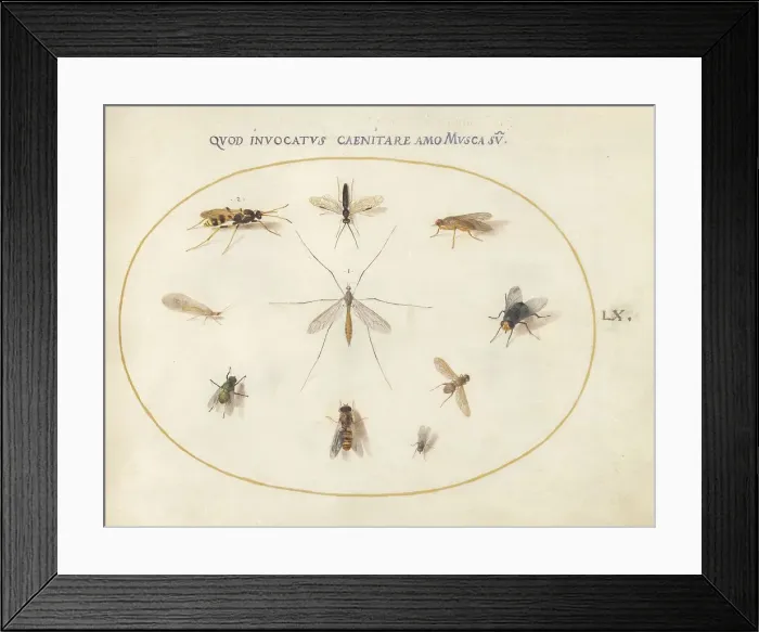 Framed Print : Plate 60: Flies and Other Insects, c. 1575 / 1580. Creator: Joris Hoefnagel Framed Print : Plate 60: Flies and Other Insects, c. 1575 / 1580. Creator: Joris Hoefnagel