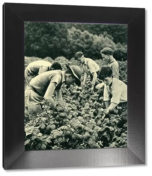 Fruit Picking in War Time, 1944. Creator: Unknown