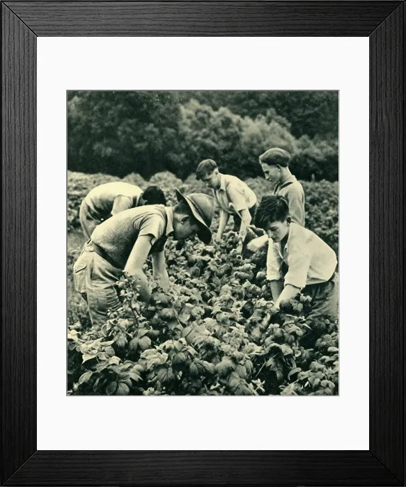 Framed Print : Fruit Picking in War Time, 1944. Creator: Unknown Framed Print : Fruit Picking in War Time, 1944. Creator: Unknown