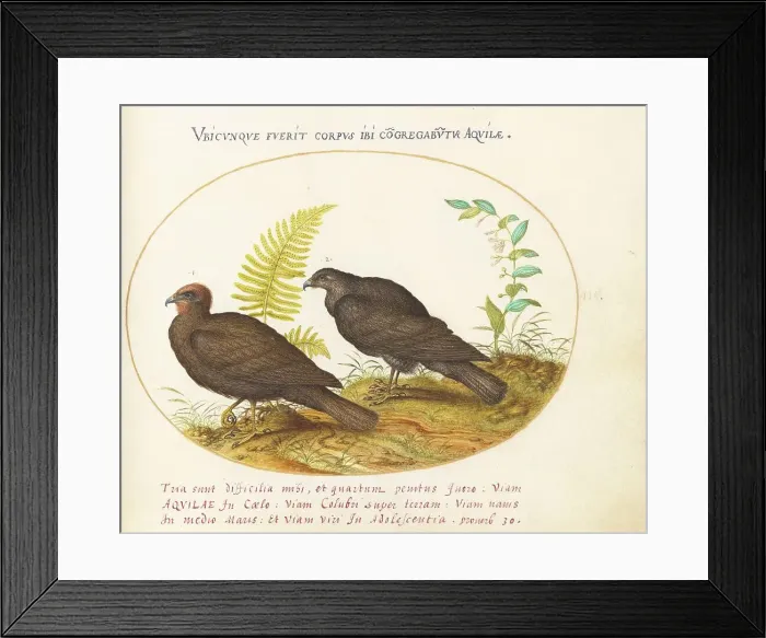 Framed Print : Animalia Volatilia et Amphibia (Aier): Plate III, c. 1575 / 1580. Creator: Joris Hoefnagel Framed Print : Animalia Volatilia et Amphibia (Aier): Plate III, c. 1575 / 1580. Creator: Joris Hoefnagel