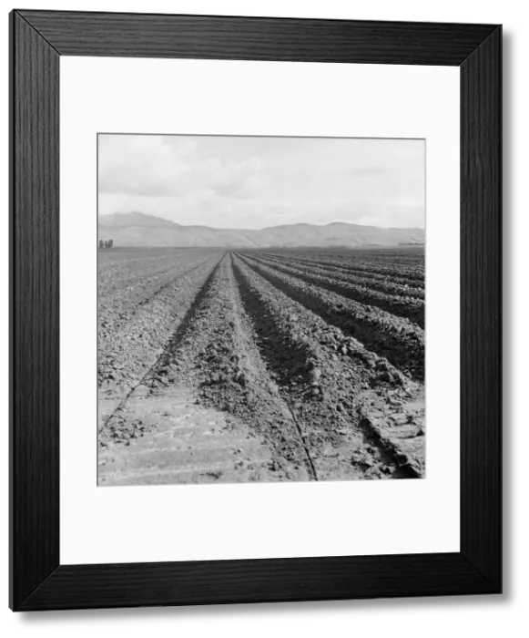 Framed Print : Freshly-plowed sugar beet field near King City, scale of farm operations in California, 1936. Creator: Dorothea Lange Framed Print : Freshly-plowed sugar beet field near King City, scale of farm operations in California, 1936. Creator: Dorothea Lange