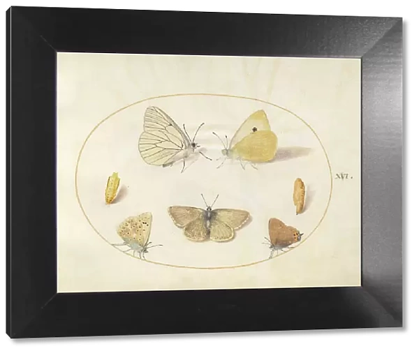 Plate 16: Five Butterflies and Two Chrysalides, c. 1575 / 1580. Creator: Joris Hoefnagel