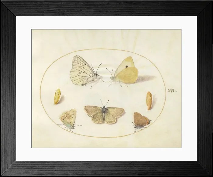 Framed Print : Plate 16: Five Butterflies and Two Chrysalides, c. 1575 / 1580. Creator: Joris Hoefnagel Framed Print : Plate 16: Five Butterflies and Two Chrysalides, c. 1575 / 1580. Creator: Joris Hoefnagel