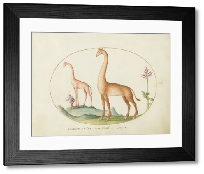 Framed Print : Plate 2: Two Giraffes with an Attendant, c. 1575 / 1580. Creator: Joris Hoefnagel Framed Print : Plate 2: Two Giraffes with an Attendant, c. 1575 / 1580. Creator: Joris Hoefnagel