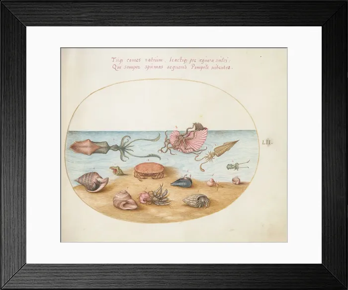 Framed Print : Animalia Aqvatilia et Cochiliata (Aqva): Plate LII, c. 1575 / 1580. Creator: Joris Hoefnagel Framed Print : Animalia Aqvatilia et Cochiliata (Aqva): Plate LII, c. 1575 / 1580. Creator: Joris Hoefnagel