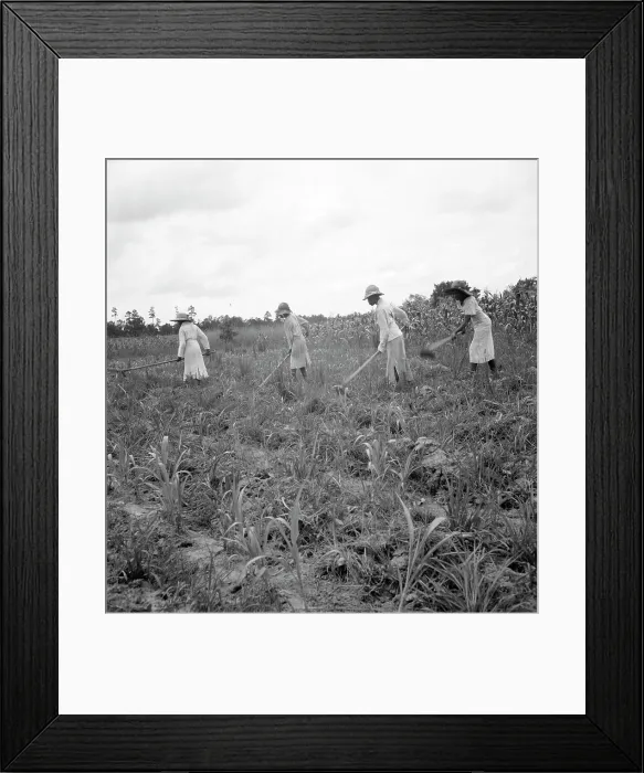 Framed Print : Hoe culture in the South, Mississippi, 1936. Creator: Dorothea Lange Framed Print : Hoe culture in the South, Mississippi, 1936. Creator: Dorothea Lange