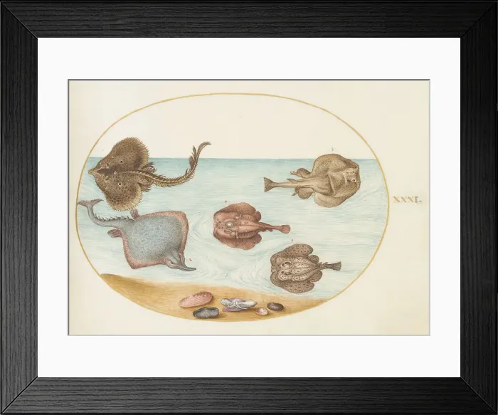 Framed Print : Animalia Aqvatilia et Cochiliata (Aqva): Plate XXXI, c. 1575 / 1580. Creator: Joris Hoefnagel Framed Print : Animalia Aqvatilia et Cochiliata (Aqva): Plate XXXI, c. 1575 / 1580. Creator: Joris Hoefnagel