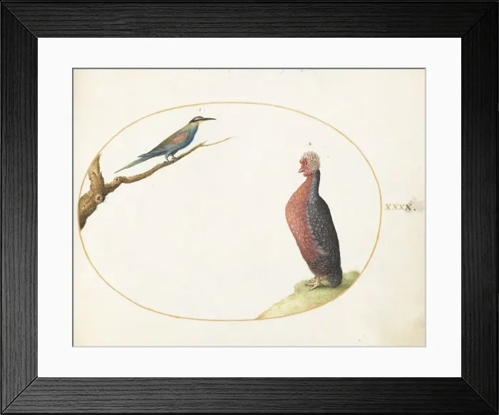 Framed Print : Animalia Volatilia et Amphibia (Aier): Plate XL, c. 1575 / 1580. Creator: Joris Hoefnagel Framed Print : Animalia Volatilia et Amphibia (Aier): Plate XL, c. 1575 / 1580. Creator: Joris Hoefnagel