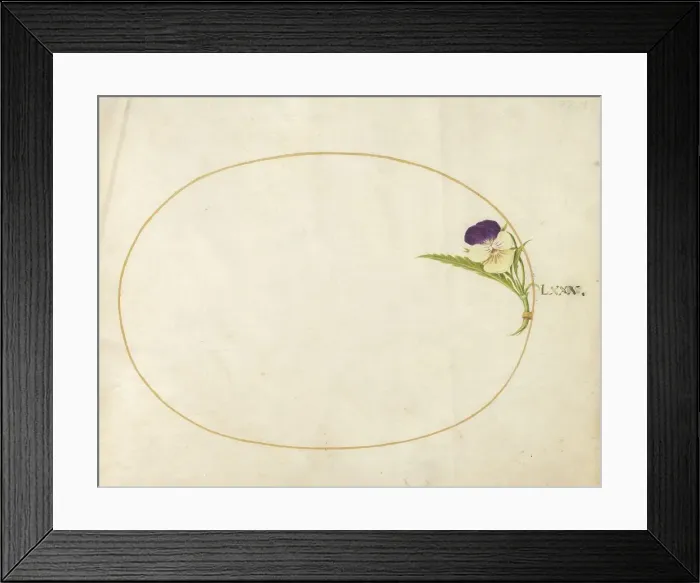 Framed Print : Plate 80: Purple and Yellow Viola, c. 1575 / 1580. Creator: Joris Hoefnagel