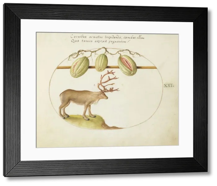 Framed Print : Animalia Qvadrvpedia et Reptilia (Terra): Plate XXI, c. 1575 / 1580. Creator: Joris Hoefnagel Framed Print : Animalia Qvadrvpedia et Reptilia (Terra): Plate XXI, c. 1575 / 1580. Creator: Joris Hoefnagel
