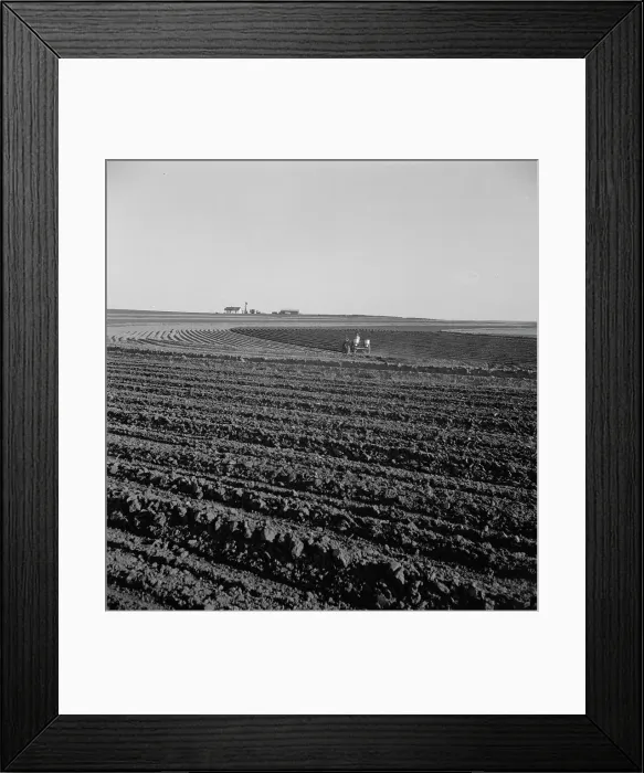 Framed Print : Contour plowing on mechanized farms, Childress County, Texas Panhandle, Texas, 1938. Creator: Dorothea Lange Framed Print : Contour plowing on mechanized farms, Childress County, Texas Panhandle, Texas, 1938. Creator: Dorothea Lange