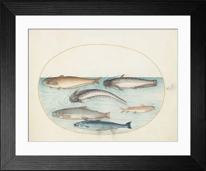 Framed Print : Animalia Aqvatilia et Cochiliata (Aqva): Plate V, c. 1575 / 1580. Creator: Joris Hoefnagel Framed Print : Animalia Aqvatilia et Cochiliata (Aqva): Plate V, c. 1575 / 1580. Creator: Joris Hoefnagel