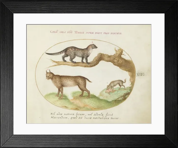 Framed Print : Animalia Qvadrvpedia et Reptilia (Terra): Plate XIV, c. 1575 / 1580. Creator: Joris Hoefnagel Framed Print : Animalia Qvadrvpedia et Reptilia (Terra): Plate XIV, c. 1575 / 1580. Creator: Joris Hoefnagel