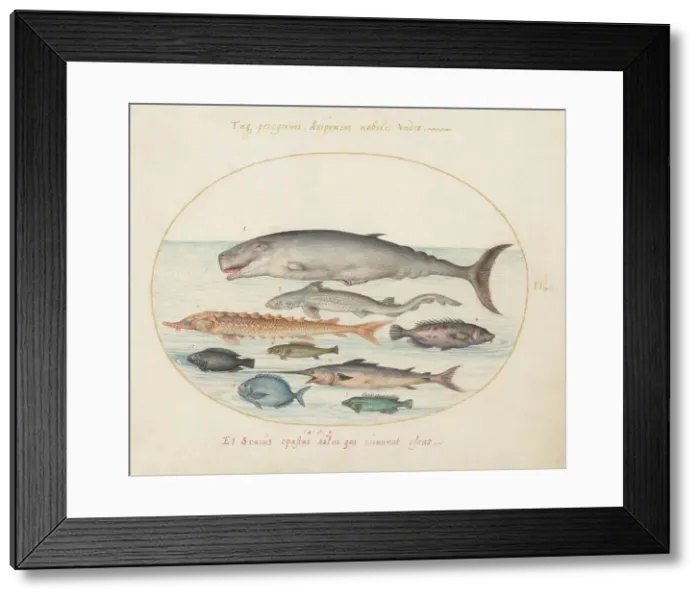 Framed Print : Animalia Aqvatilia et Cochiliata (Aqva): Plate II, c. 1575 / 1580. Creator: Joris Hoefnagel Framed Print : Animalia Aqvatilia et Cochiliata (Aqva): Plate II, c. 1575 / 1580. Creator: Joris Hoefnagel