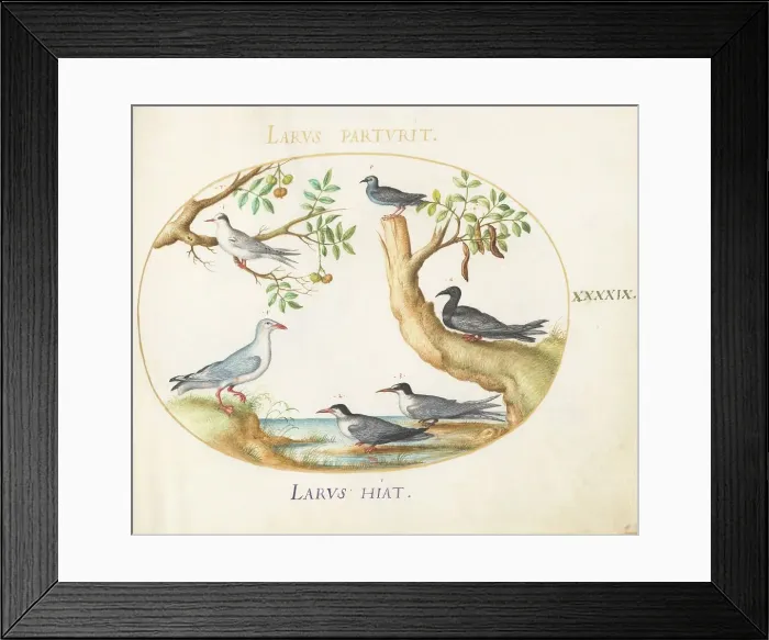 Framed Print : Animalia Volatilia et Amphibia (Aier): Plate XLIX, c. 1575 / 1580. Creator: Joris Hoefnagel Framed Print : Animalia Volatilia et Amphibia (Aier): Plate XLIX, c. 1575 / 1580. Creator: Joris Hoefnagel