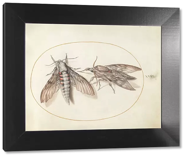 Plate 26: Two Hawk Moths, c. 1575 / 1580. Creator: Joris Hoefnagel
