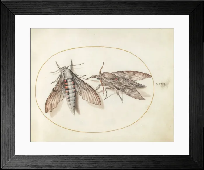 Framed Print : Plate 26: Two Hawk Moths, c. 1575 / 1580. Creator: Joris Hoefnagel Framed Print : Plate 26: Two Hawk Moths, c. 1575 / 1580. Creator: Joris Hoefnagel