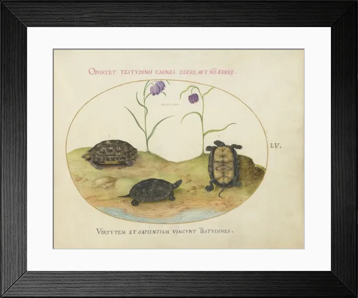 Framed Print : Animalia Qvadrvpedia et Reptilia (Terra): Plate LV, c. 1575 / 1580. Creator: Joris Hoefnagel