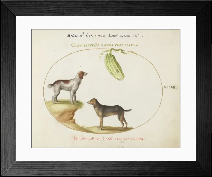 Framed Print : Animalia Qvadrvpedia et Reptilia (Terra): Plate XXXVII, c. 1575 / 1580. Creator: Joris Hoefnagel Framed Print : Animalia Qvadrvpedia et Reptilia (Terra): Plate XXXVII, c. 1575 / 1580. Creator: Joris Hoefnagel