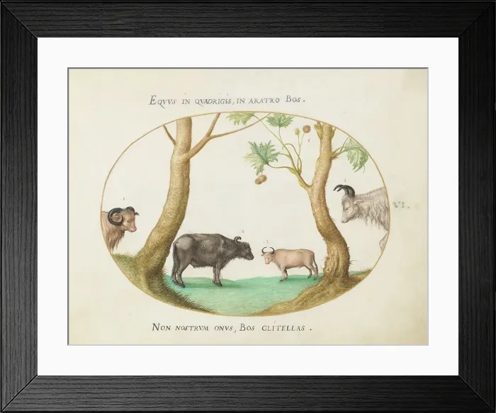 Framed Print : Animalia Qvadrvpedia et Reptilia (Terra): Plate VI, c. 1575 / 1580. Creator: Joris Hoefnagel Framed Print : Animalia Qvadrvpedia et Reptilia (Terra): Plate VI, c. 1575 / 1580. Creator: Joris Hoefnagel