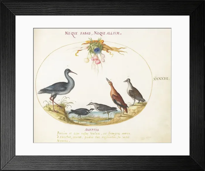 Framed Print : Animalia Volatilia et Amphibia (Aier): Plate XLIII, c. 1575 / 1580. Creator: Joris Hoefnagel Framed Print : Animalia Volatilia et Amphibia (Aier): Plate XLIII, c. 1575 / 1580. Creator: Joris Hoefnagel