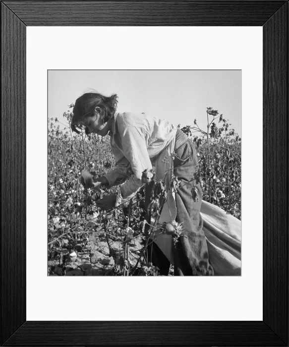 Framed Print : Cotton picker, Southern San Joaquin Valley, California, 1936. Creator: Dorothea Lange Framed Print : Cotton picker, Southern San Joaquin Valley, California, 1936. Creator: Dorothea Lange