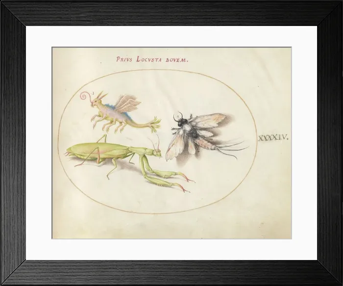 Framed Print : Plate 44: Mantis and Mayfly with an Imaginary Insect, c. 1575 / 1580. Creator: Joris Hoefnagel Framed Print : Plate 44: Mantis and Mayfly with an Imaginary Insect, c. 1575 / 1580. Creator: Joris Hoefnagel