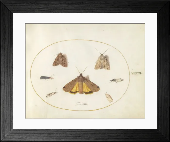 Framed Print : Plate 28: Eight Moths, c. 1575 / 1580. Creator: Joris Hoefnagel Framed Print : Plate 28: Eight Moths, c. 1575 / 1580. Creator: Joris Hoefnagel