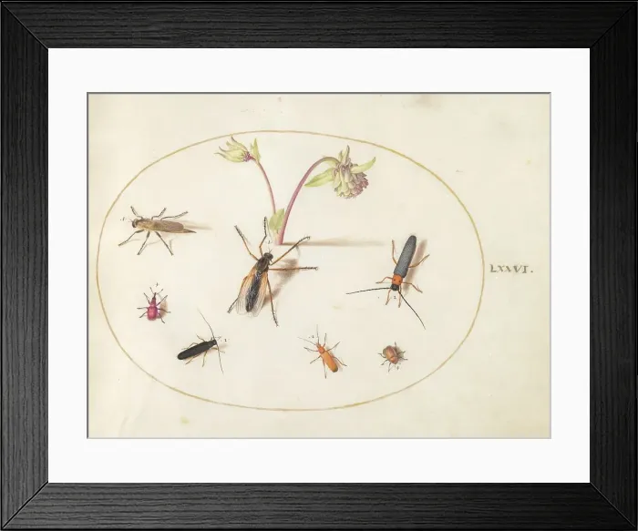 Framed Print : Plate 76: Insects with a Pink and Cream Columbine, c. 1575 / 1580. Creator: Joris Hoefnagel Framed Print : Plate 76: Insects with a Pink and Cream Columbine, c. 1575 / 1580. Creator: Joris Hoefnagel