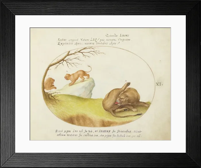 Framed Print : Animalia Qvadrvpedia et Reptilia (Terra): Plate XI, c. 1575 / 1580. Creator: Joris Hoefnagel Framed Print : Animalia Qvadrvpedia et Reptilia (Terra): Plate XI, c. 1575 / 1580. Creator: Joris Hoefnagel