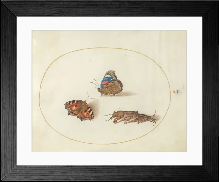 Framed Print : Plate 11: Two Butterflies and a Mole Cricket, c. 1575 / 1580. Creator: Joris Hoefnagel