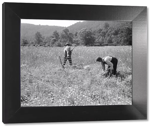 Men cradling wheat in eastern Virginia near Sperryville, 1936. Creator: Dorothea Lange